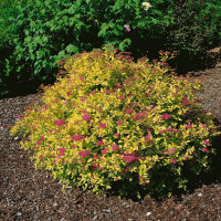 Spiraea jap. ´Golden Princess´ / Tavolník japonský, K9