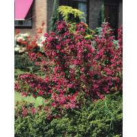 Weigela florida ´Bristol Ruby´ / Vajgélie květnatá, 20-30 cm, K12