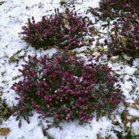 Erica darlayensis ´Kramers Rote´ / Vřesovec, 15-20 cm, K12