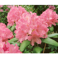 Rhododendron hybr. ´Elegans Pink´ / Pěnišník růžový, K9