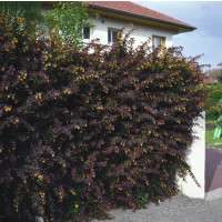 Berberis thunbergii ´Atropurpurea´ / Dřišťál Thunbergův, 30 - 40 cm, C1
