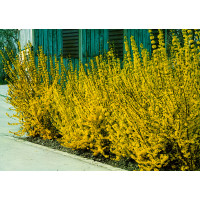 Forsythia intermedia / Zlatice prostřední, K9