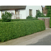 Ligustrum ovalifolium / Ptačí zob vejčitolistý, bal. 10 ks VK na živý plot