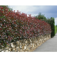 Photinia fraseri ´Red Robin´ / Blýskalka, 30-40 cm, C1,5
