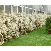 Spiraea vanhouttei / Tavolník van Houtteův, bal. 10 ks K9 na živý plot