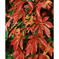 Parthenocissus quinquefolia / Přísavník pětilistý, 30-40 cm, K9
