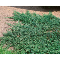 Juniperus horizontalis ´Wiltonii´ / Jalovec polehlý, 15-20 cm, K9