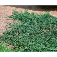 Juniperus horizontalis ´Wiltonii´ / Jalovec polehlý, 15-20 cm, K9