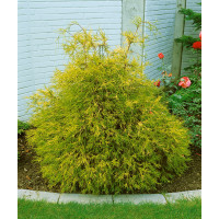 Chamaecyparis pisifera ´Filifera Aurea´ / Cypřišek hrachonosný, 40-50 cm, C2