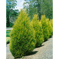 Cupressocyparis leylandii ´Gold Rider´/ Cypřišovec Leylandův, bal. 10 ks na živý plot, 25-30 cm, 10xK9