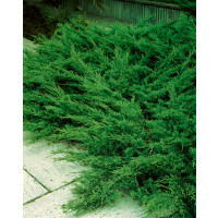 Juniperus sabina ´Tamariscifolia´ / Jalovec chvojka , 12-15 cm, K9