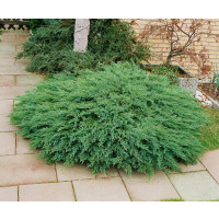 Juniperus sabina ´Tamariscifolia´ / Jalovec chvojka , 12-15 cm, K9