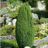 Juniperus communis ´Compressa´ / Jalovec obecný , 30-40 cm, C3