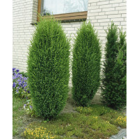 Juniperus communis ´Hibernica´ / Jalovec obecný, 25-30 cm, C2