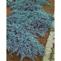 Juniperus sq. 'Blue Carpet' / Jalovec šupinatý ´Modrý koberec´, 15-20 cm, K9