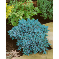 Juniperus squamata 'Blue Star' / Jalovec šupinatý, 12-15 cm, C2