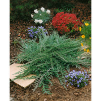 Juniperus horiz. ´Prince of Wales´ / Jalovec polehlý, 20-30 cm, C1,5