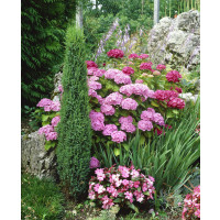 Juniperus communis 'Sentinel' / Jalovec obecný, 50-60 cm, C3,5