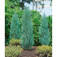 Juniperus scopulorum ´Blue Arrow´ / Jalovec skalní 'raketa' , 50-60 cm, C3