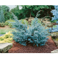 Juniperus chinensis ´Blue Alps´ / Jalovec čínský, 50-60 cm, C3