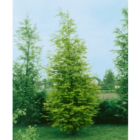 Metasequoia glyptostroboides / Metasekvoje čínská, 30-40 cm, K13