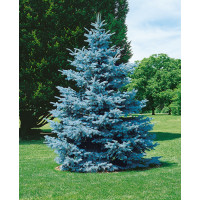 Picea pungens ´Hoopsii´ / Smrk pichlavý, 100-120 cm, KB