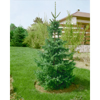 Picea omorika / Smrk omorika, 20-30 cm, C1,5