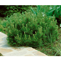Pinus mugo ´Pumilio´ / Borovice kleč , 15-20 cm, C1,5