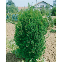 Taxus media ´Hillii´ / Tis prostřední, 40-50 cm, C3