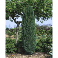 Taxus bacc. ´Fastigiata Robusta´ / Tis červený, 20-30 cm, C1