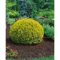 Thuja occidentalis ´Golden Globe´ / Zerav západní, 30-40 cm, C3