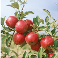 Malus domestica ´Jonathan´ / Jabloň zimní, MM111, 1-roč. 