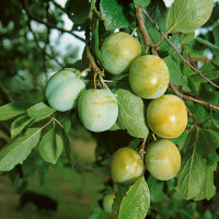 Prunus domestica ´Zelená´ / Ringlota, myr.