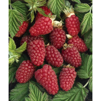 Rubus fruticosus ´Tayberry Buckingham´ / Malinoostružina, 40-60 cm, K12