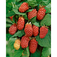 Rubus fruticosus ´Tayberry´ / Malinoostružina, K9