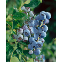 Vaccinium corymb. ´Earlyblue´ / Kanadská borůvka, 100-120 cn, C5