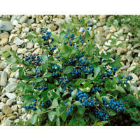 Vaccinium corymb. ´Elisabeth´ / Kanadská borůvka, 40-60 cm, C2
