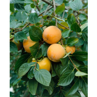 Diospyros kaki ´Hana Fuyu´ / Tomel japonský / Hurmi kaki, 100-125 cm, C10