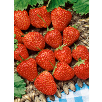 Fragaria ananassa ´Ostara´ / Stáleplodící jahody, bal. 10 ks, VK