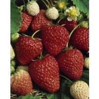 Fragaria ananassa ´Selva´ / Stáleplodící jahoda, bal. 6 ks, 6xK7