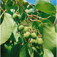 Actinidia arguta ´Issai´ / Drobnoplodé kiwi, 40-60 cm, K9