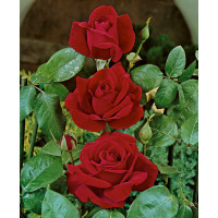 Rosa ´Chrysler Imperial´ / Růže čajohybrid tmavě červená, keř, BK