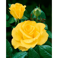 Rosa ´Mabella´ / Růže čajohybrid jemně žlutá, keř, BK