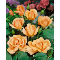 Rosa ´Beauty´ / Růže čajohybrid, keř, BK