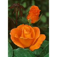 Rosa ´Doris Tystermann´ / Růže čajohybrid, STROMEK, BK