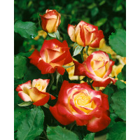 Rosa ´Double Delight´ / Růže čajohybrid, keř, BK