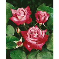 Rosa ´Passion´ / Růže čajohybrid, keř, C3