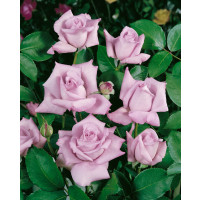 Rosa ´Sissi´ / Růže čajohybrid, keř, BK