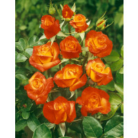 Rosa ´Rumba´ / Růže mnohokvětá červenožlutá, keř, BK