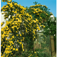 Rosa ´Goldenfinger´ / Růže popínavá žlutá, keř, BK